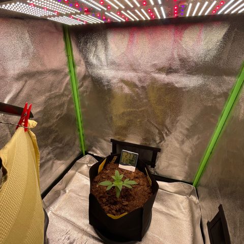 Strawberry Cheescake Auto growlog timeline photo