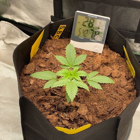 Strawberry Cheescake Auto growlog timeline photo