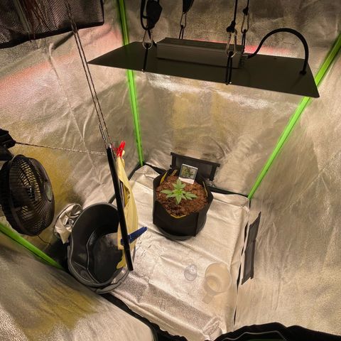 Strawberry Cheescake Auto growlog timeline photo