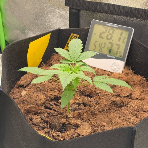 Strawberry Cheescake Auto growlog timeline photo