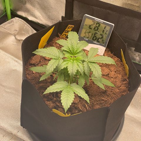 Strawberry Cheescake Auto growlog timeline photo