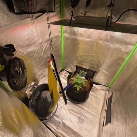 Strawberry Cheescake Auto growlog timeline photo