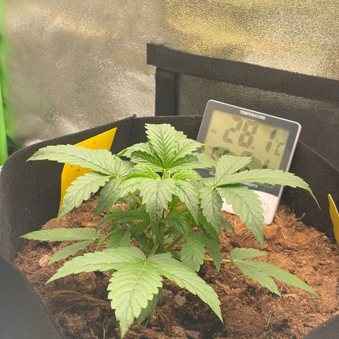 Strawberry Cheescake Auto growlog timeline photo