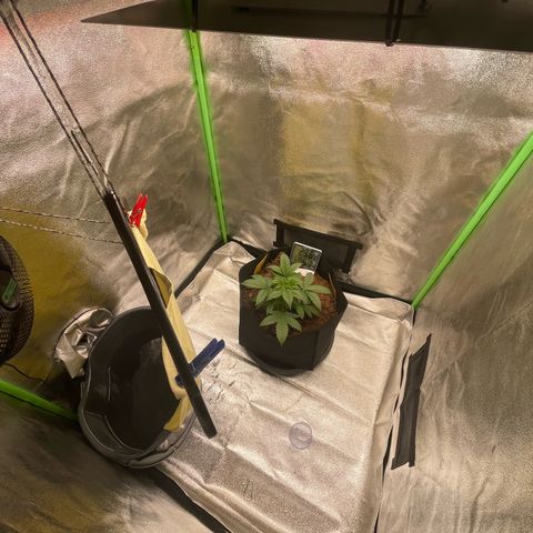 Strawberry Cheescake Auto growlog timeline photo