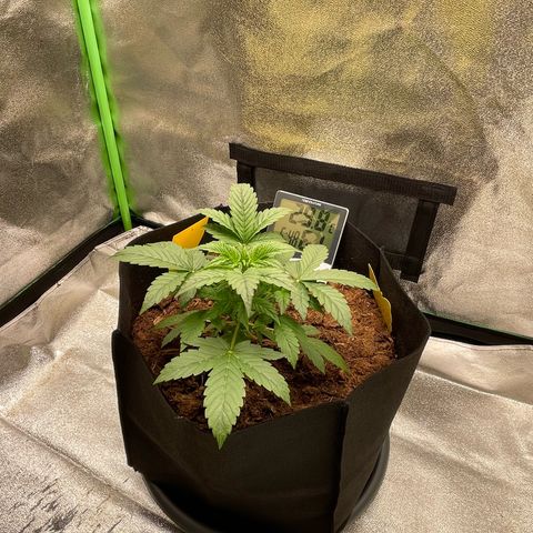 Strawberry Cheescake Auto growlog timeline photo