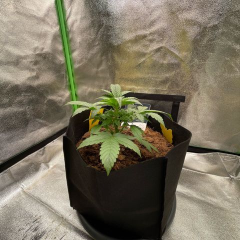 Strawberry Cheescake Auto growlog timeline photo