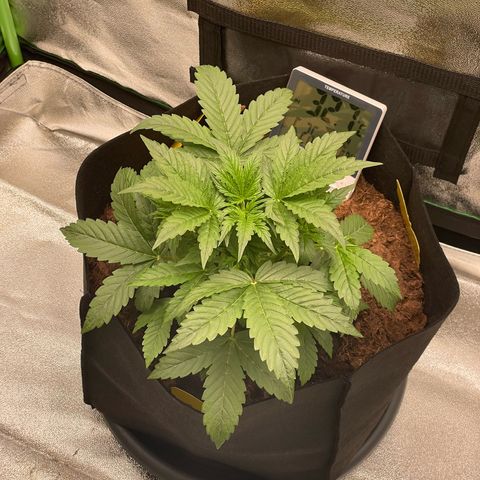 Strawberry Cheescake Auto growlog timeline photo
