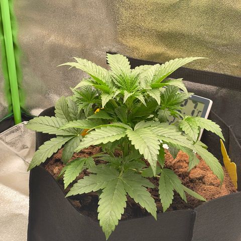Strawberry Cheescake Auto growlog timeline photo