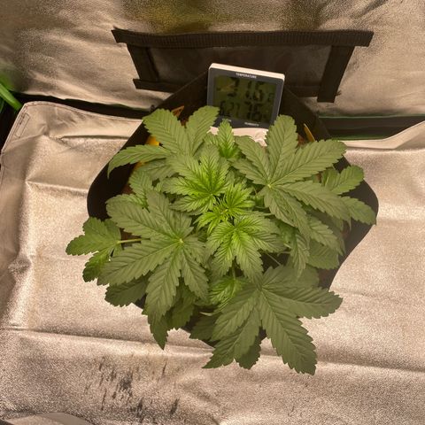 Strawberry Cheescake Auto growlog timeline photo