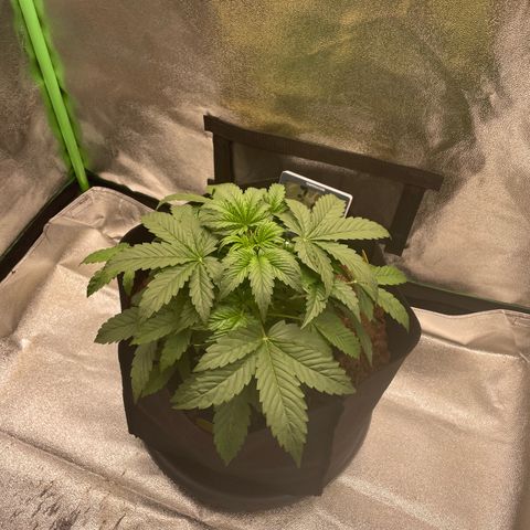Strawberry Cheescake Auto growlog timeline photo