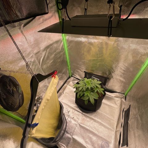 Strawberry Cheescake Auto growlog timeline photo