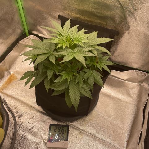 Strawberry Cheescake Auto growlog timeline photo