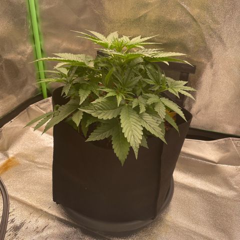 Strawberry Cheescake Auto growlog timeline photo