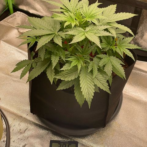 Strawberry Cheescake Auto growlog timeline photo