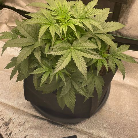 Strawberry Cheescake Auto growlog timeline photo
