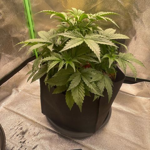 Strawberry Cheescake Auto growlog timeline photo