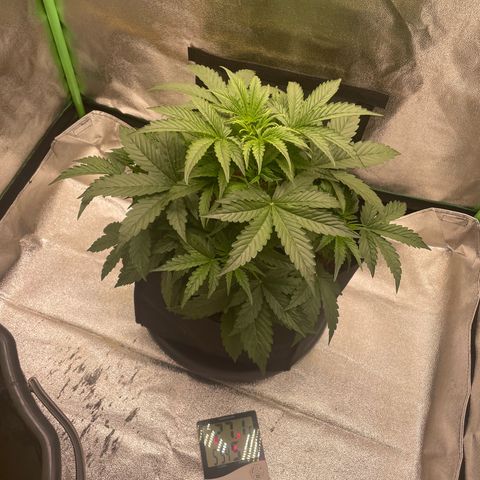 Strawberry Cheescake Auto growlog timeline photo