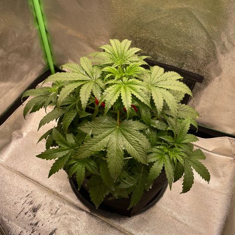 Strawberry Cheescake Auto growlog timeline photo