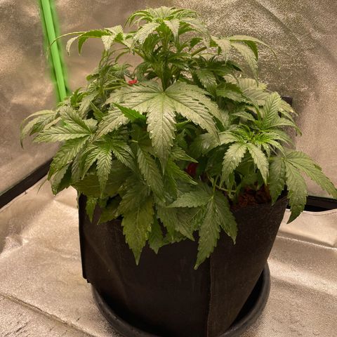 Strawberry Cheescake Auto growlog timeline photo