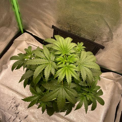 Strawberry Cheescake Auto growlog timeline photo