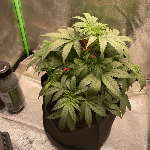 Strawberry Cheescake Auto growlog timeline photo