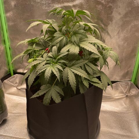 Strawberry Cheescake Auto growlog timeline photo