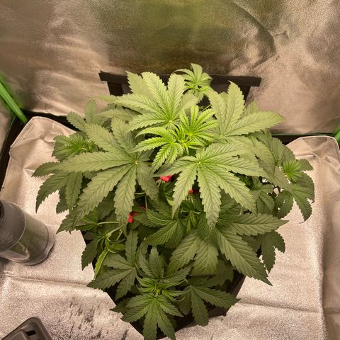 Strawberry Cheescake Auto growlog timeline photo