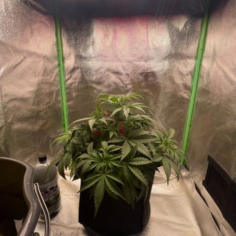 Strawberry Cheescake Auto growlog timeline photo