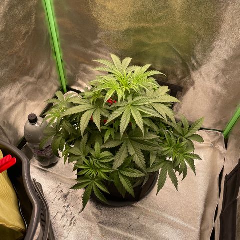 Strawberry Cheescake Auto growlog timeline photo