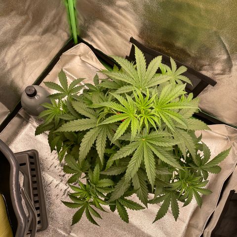 Strawberry Cheescake Auto growlog timeline photo