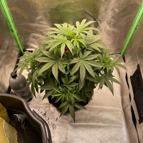 Strawberry Cheescake Auto growlog timeline photo