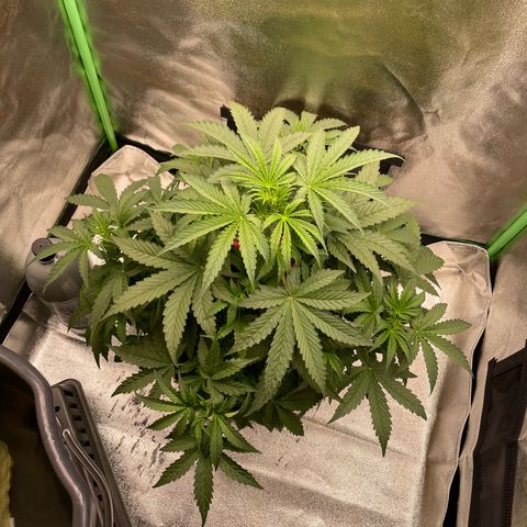 Strawberry Cheescake Auto growlog timeline photo
