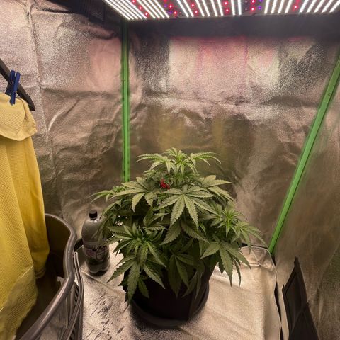 Strawberry Cheescake Auto growlog timeline photo