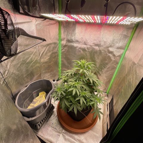 Strawberry Cheescake Auto growlog timeline photo