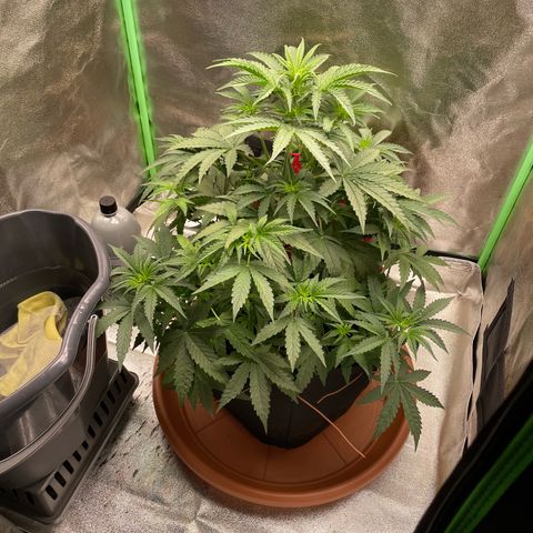 Strawberry Cheescake Auto growlog timeline photo