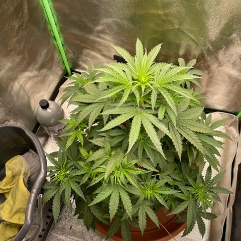 Strawberry Cheescake Auto growlog timeline photo