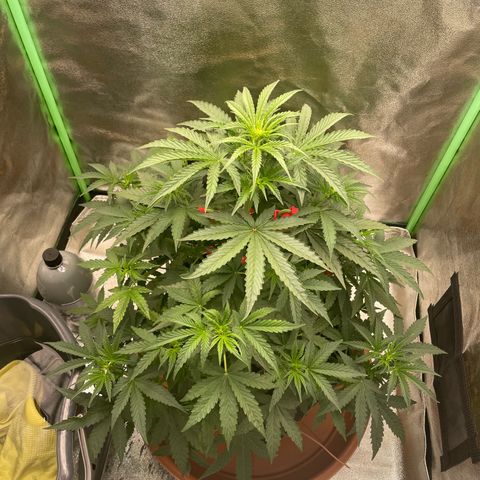 Strawberry Cheescake Auto growlog timeline photo