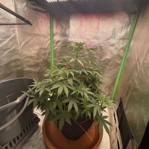 Strawberry Cheescake Auto growlog timeline photo