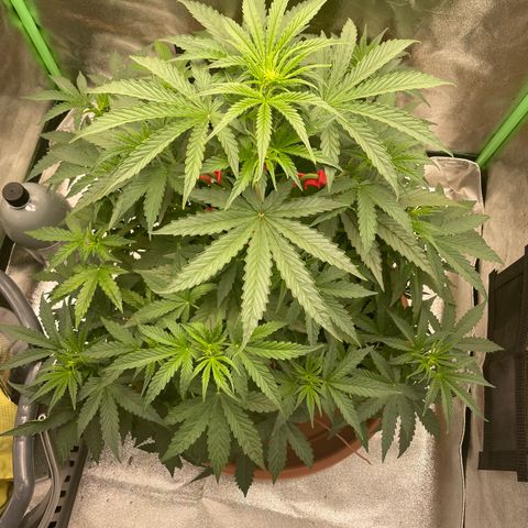 Strawberry Cheescake Auto growlog timeline photo