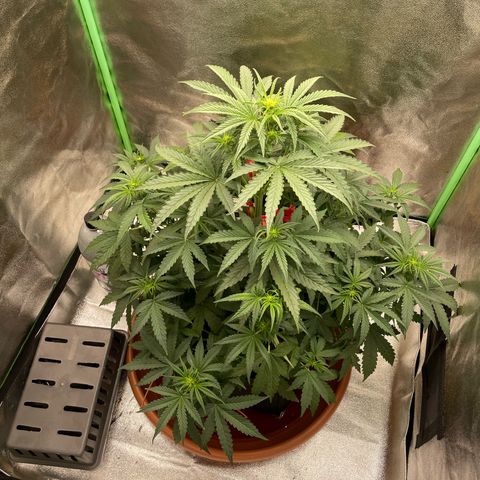 Strawberry Cheescake Auto growlog timeline photo