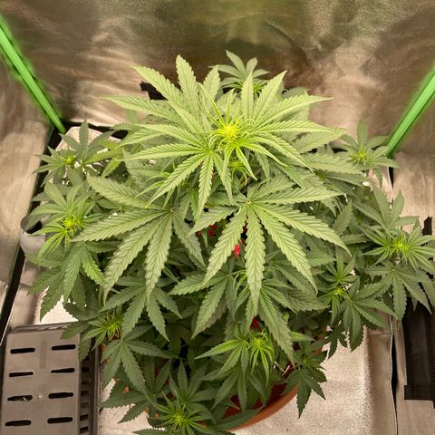 Strawberry Cheescake Auto growlog timeline photo