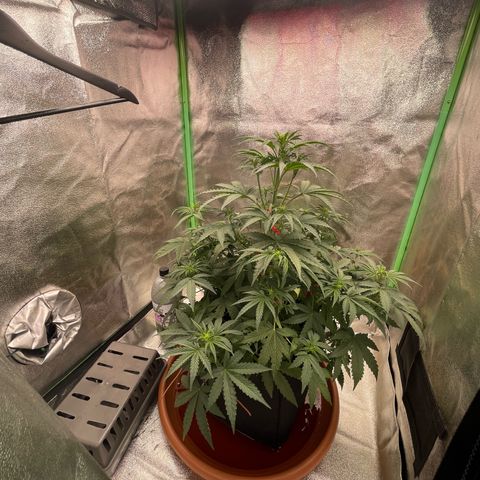 Strawberry Cheescake Auto growlog timeline photo