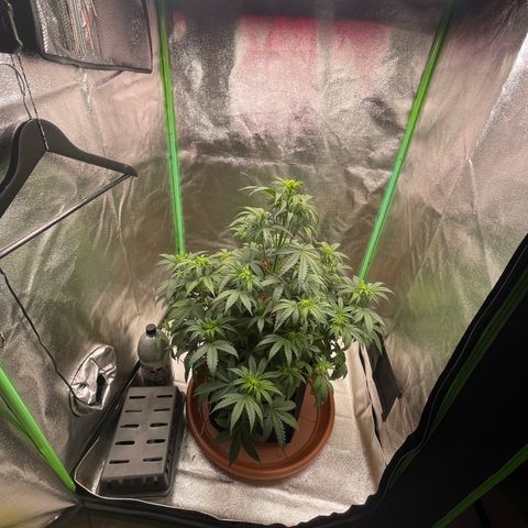 Strawberry Cheescake Auto growlog photo: Die Pflanze erholt sich langsam von der kurzzeitigen Überwässerung