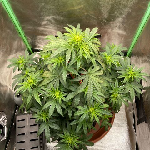 Strawberry Cheescake Auto growlog photo: Die Pflanze erholt sich langsam von der kurzzeitigen Überwässerung