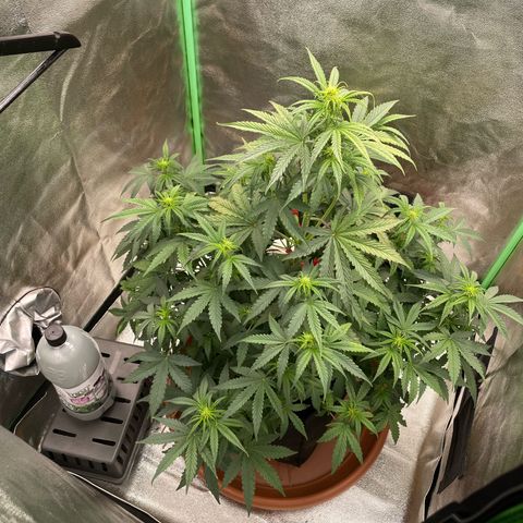 Strawberry Cheescake Auto growlog timeline photo