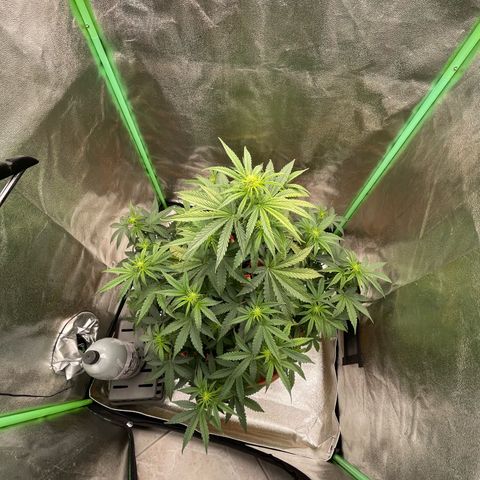 Strawberry Cheescake Auto growlog timeline photo