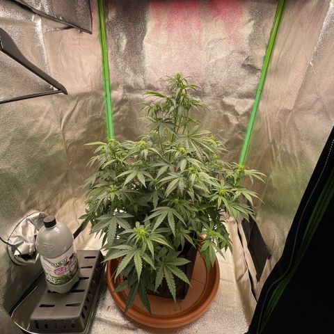 Strawberry Cheescake Auto growlog timeline photo