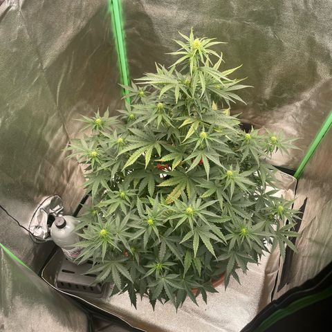 Strawberry Cheescake Auto growlog timeline photo