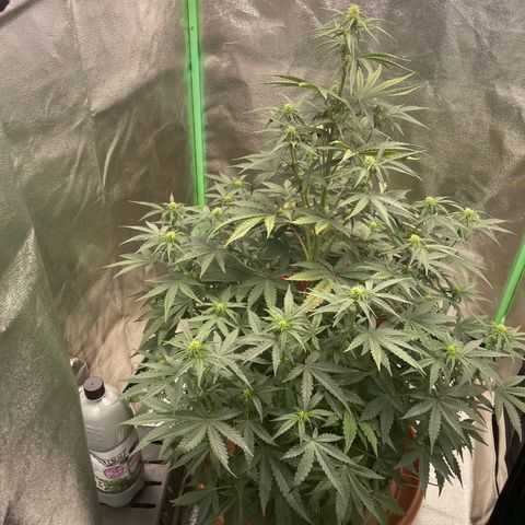 Strawberry Cheescake Auto growlog timeline photo