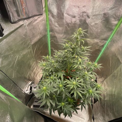 Strawberry Cheescake Auto growlog timeline photo